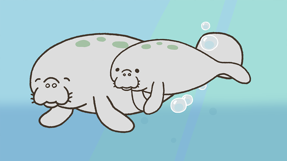 MANATEE_00782.png